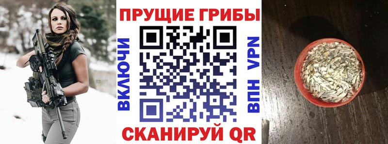 Галлюциногенные грибы Psilocybe  Устюжна 